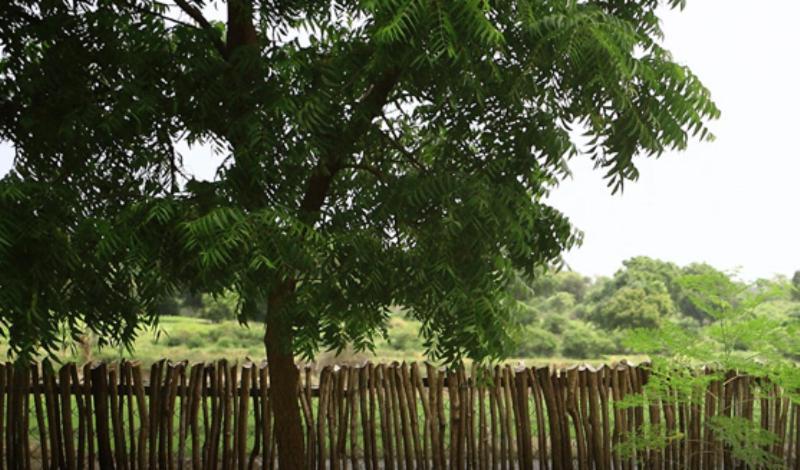 Yala Leopard Lodge Bagian luar foto